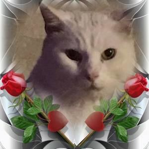 Meet your Posher, Sandy